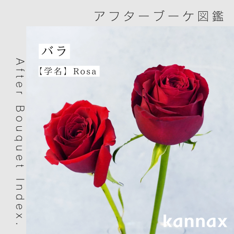 新品未開封 アプローラ 6箱+バラ3〜5包オマケ APPLAURA 新品未開封 アプローラ 6箱+バラ3〜5包オマケ APPLAURA 楽天市場