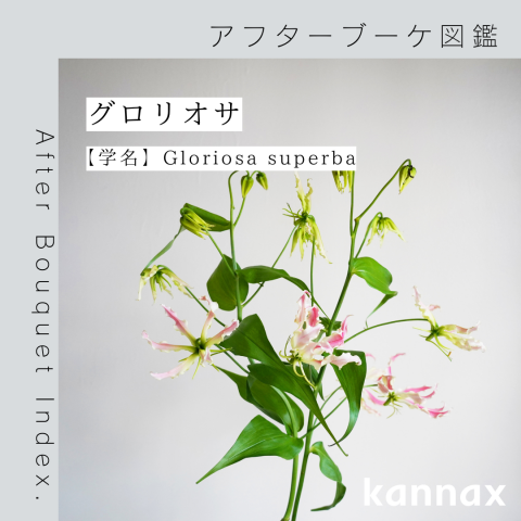 アフターブーケ図鑑】グロリオサ