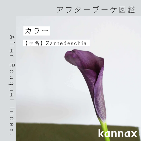 ラナンキュラスのブローチ | tilia