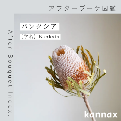 アフターブーケ図鑑】バンクシア – kannax.com