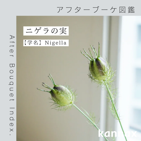 アフターブーケ図鑑】ニゲラの実 | カナックス kannax