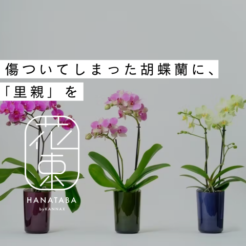 毎日新聞社発行　額装用豪華画集　花譜十二葉（1枚欠損してます）　C　6235A はがき 蘭 ラン 和風 ポストカード 絵葉書 四季 花 年中使える