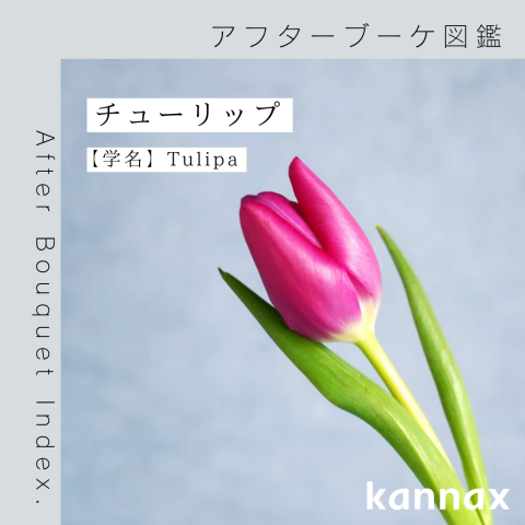アフターブーケ図鑑】チューリップ | カナックス kannax