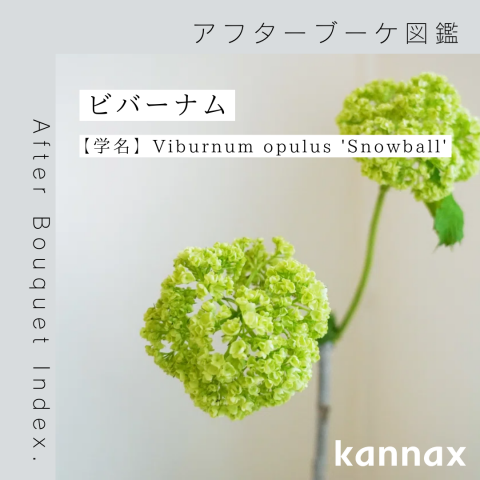 アフターブーケ図鑑】ビバーナム スノーボール | カナックス kannax