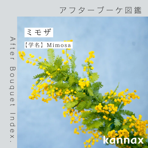 アフターブーケ図鑑】ミモザ | カナックス kannax