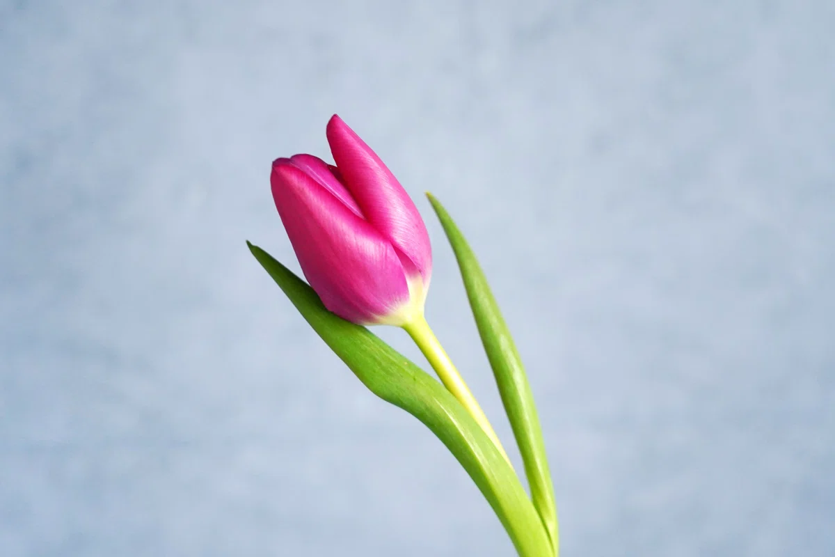 アフターブーケ図鑑】チューリップ | カナックス kannax