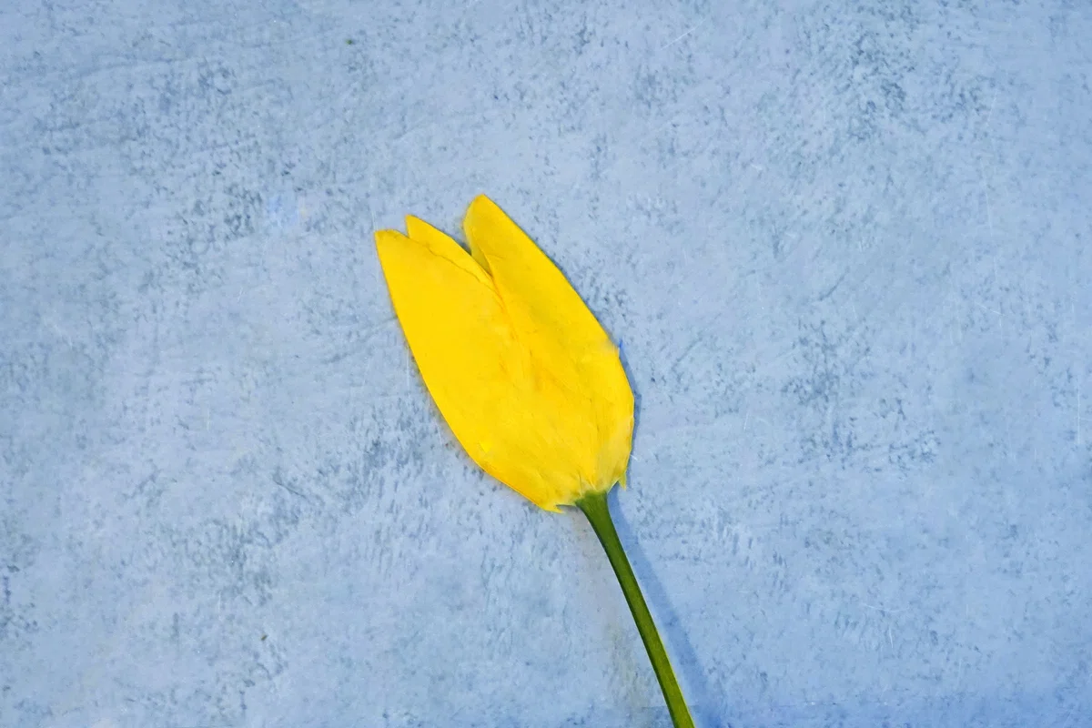 アフターブーケ図鑑】チューリップ | カナックス kannax