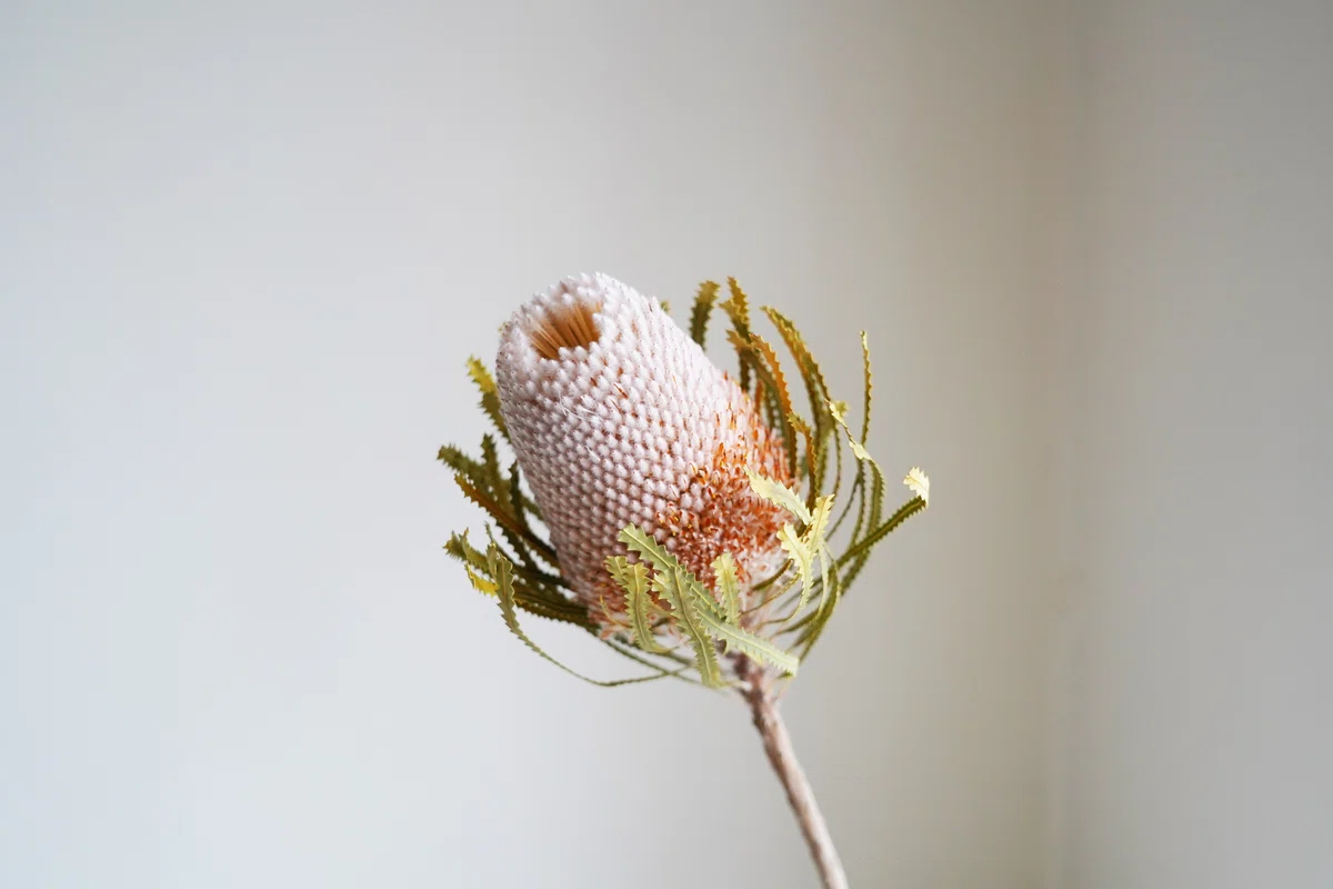 バンクシア 図鑑「Banksias」Kevin Collins 園芸