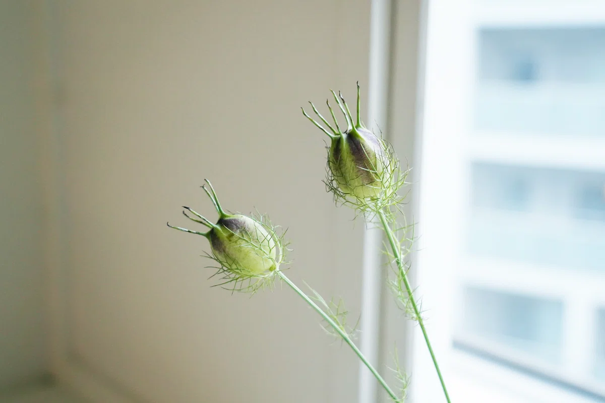 アフターブーケ図鑑】ニゲラの実 | カナックス kannax