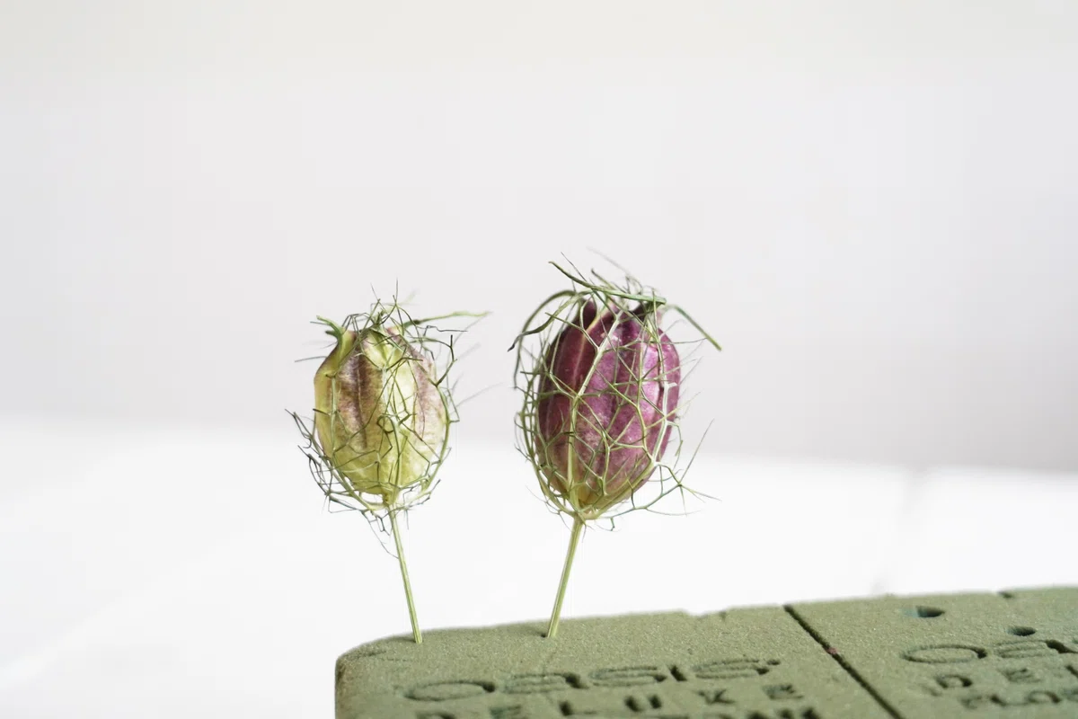 アフターブーケ図鑑】ニゲラの実 | カナックス kannax