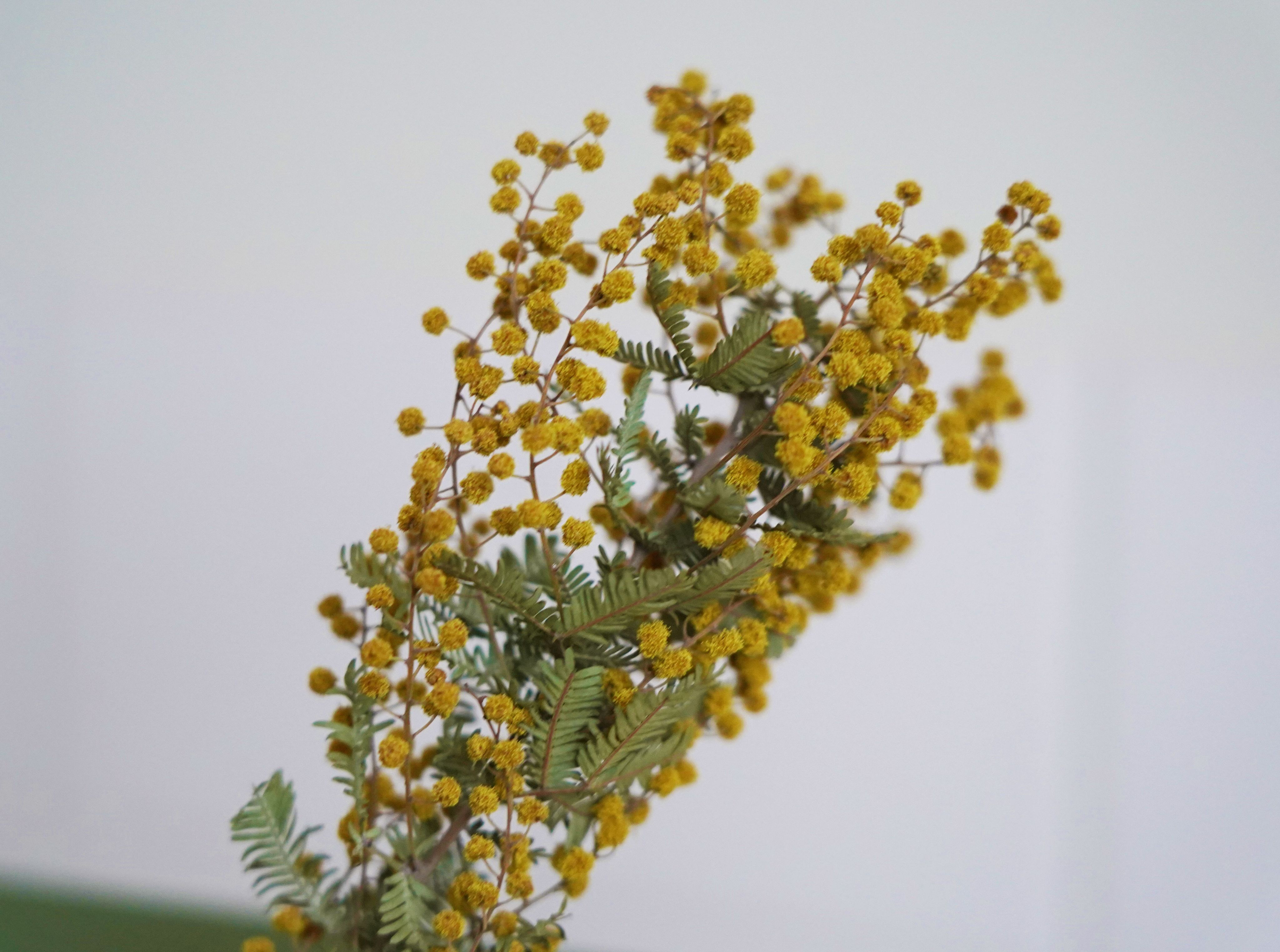 ミモザ アフターブーケ図鑑】ミモザ | カナックス kannax